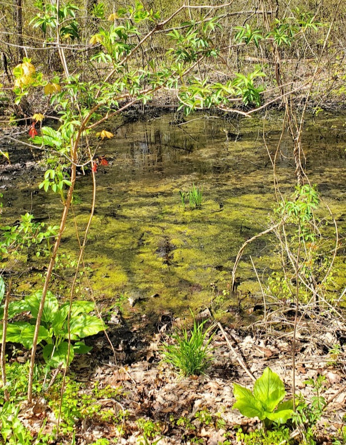 swamp inside wetlands